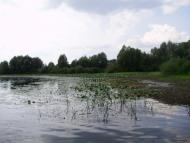 Остроушки з panoramio.com