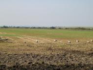 Заставне з panoramio.com