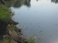 Прилужжя з panoramio.com
