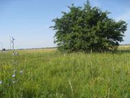 Ковчин з panoramio.com