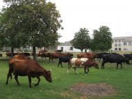 Великокомарівка з panoramio.com