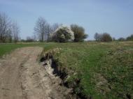 Дошне з panoramio.com