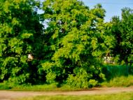 Лука з panoramio.com