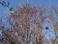 Добротимофіївка з panoramio.com