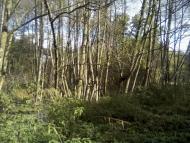 Тарасенки з panoramio.com - Тарасенки