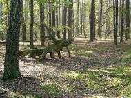 Вільхова з panoramio.com