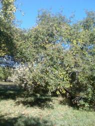 Макове з panoramio.com