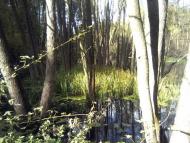 Тарасенки з panoramio.com - Тарасенки