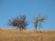 Хворостянівка з panoramio.com