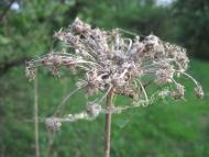 Радочини з panoramio.com