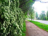 Володимирівське з panoramio.com