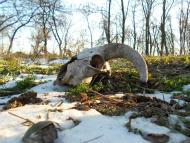 Меліоративне з panoramio.com - Мелиоративное