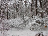 Андріївка з panoramio.com