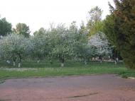 Бирлівка з panoramio.com