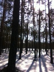 Макалевичі з panoramio.com