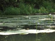 Битиця з panoramio.com