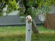 Спасів з panoramio.com