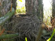 Скалева з panoramio.com