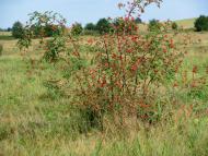 Костюхнівка з panoramio.com