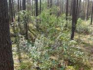 Долина з panoramio.com