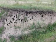 Великі Коровинці з panoramio.com