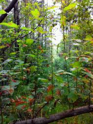 Гута-Ткачова з panoramio.com