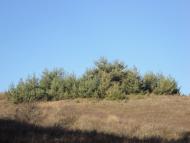 Українське з panoramio.com