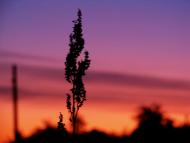 Мелені з panoramio.com