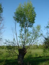 Рябці з panoramio.com