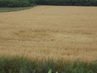 Островського з panoramio.com