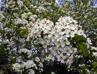 Золота Поляна з panoramio.com