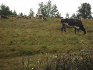 Пилипи з panoramio.com