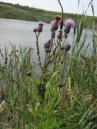 Ясинівка з panoramio.com