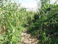 Ковпаківка - Останні фото