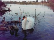 Лука з panoramio.com