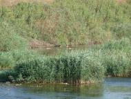 Заградівка з panoramio.com