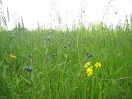 Паліївка з panoramio.com