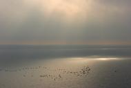 Пшонянове з panoramio.com