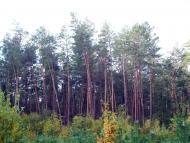Вишняки з panoramio.com - Вишняки
