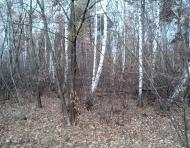 Тарасенки з panoramio.com - Тарасенки