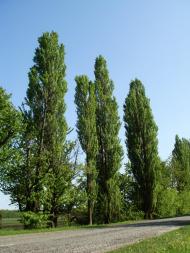 Іванківці з panoramio.com