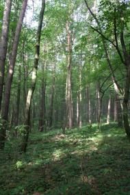 Підмонастир - Останні фото