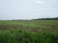 Черепова з panoramio.com