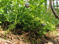 Клипець з panoramio.com