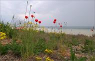 Пшонянове з panoramio.com