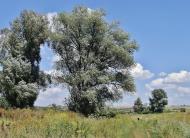 Вільхівка з panoramio.com - Вольховка