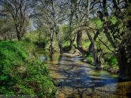 Айвове з panoramio.com