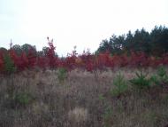 Пултівці з panoramio.com