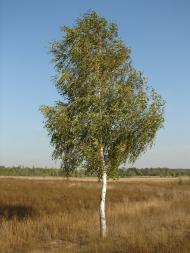 Рябці з panoramio.com