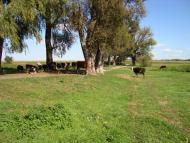 Русанів з panoramio.com